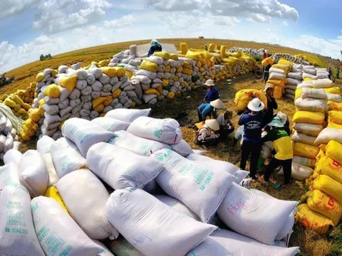 Kinh doanh bết bát, Gạo Trung An lỗ quý thứ tư liên tiếp