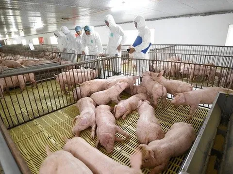 Doanh nghiệp chăn nuôi bứt tốc ngay trong quý đầu năm, bầu Đức có lối đi riêng