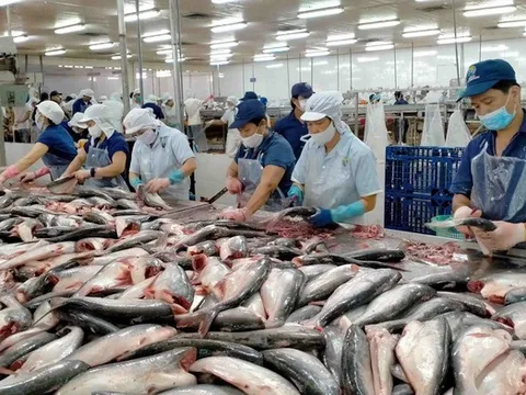 Cá tra Việt Nam lấy lại đà tăng trưởng từ thị trường Trung Quốc