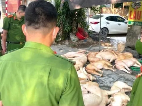 Kinh hãi gần 800 kg thịt lợn bốc mùi suýt bị tuồn ra thị trường