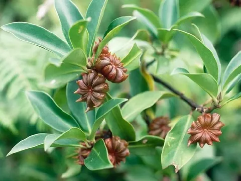 Việt Nam sở hữu "cánh hoa nghìn tỷ" thuộc hàng hiếm thế giới, vừa thu về 22 triệu USD, được Ấn Độ săn lùng