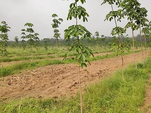 Thu hồi thêm gần 130.00m2 đất của Công ty cao su Đồng Nai