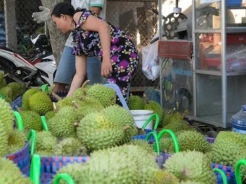 Giá lao dốc, xuất khẩu bất thành, người trồng sầu riêng vỡ mộng?