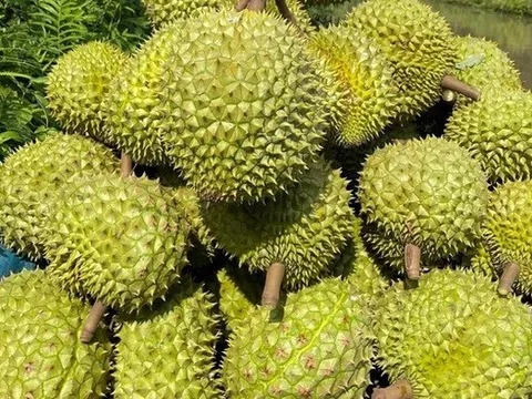 Sầu riêng Việt thêm “visa” sang Trung Quốc