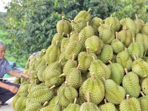 Kết quả kiểm tra chất cấm trong sầu riêng Lâm Đồng