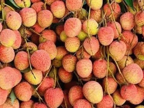 Chợ mạng rao bán vải u hồng chín sớm, giá rẻ bất ngờ