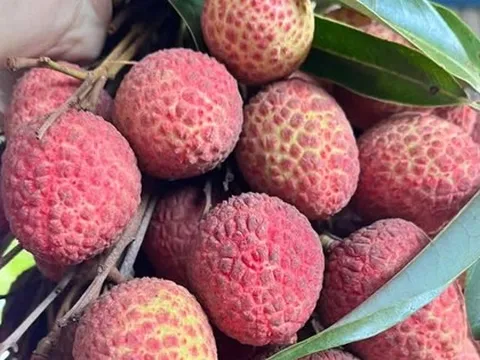 Vải thiều đầu vụ bán 60.000 đồng/kg