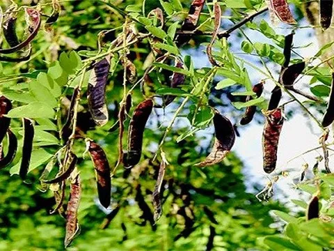 Loại quả dại quen thuộc ở Việt Nam giúp dân bảo vệ rừng, kiếm tiền tỷ: Ở Trung Quốc bán giá gấp 10 lần