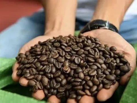 Giá cà phê Robusta lao dốc