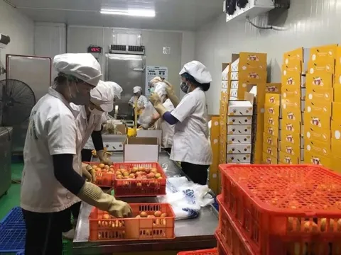 Lô vải thiều đầu tiên của năm 2025 đã được xuất khẩu qua Nhật Bản