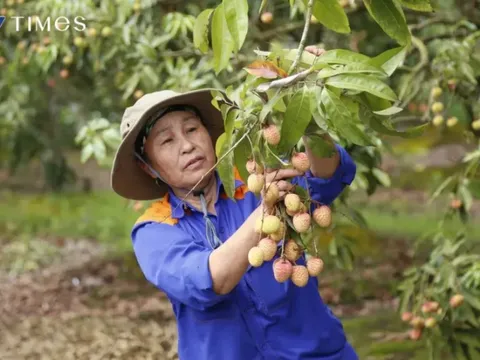 Hải Dương mở cửa vườn, xuất khẩu lô vải đầu tiên năm 2025