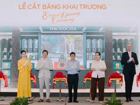 Trà Hà Giang – Từ đỉnh núi cao đến tầm cao thế giới