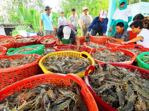 Đa dạng hóa thị trường để xuất khẩu tôm “lách qua khe cửa hẹp”