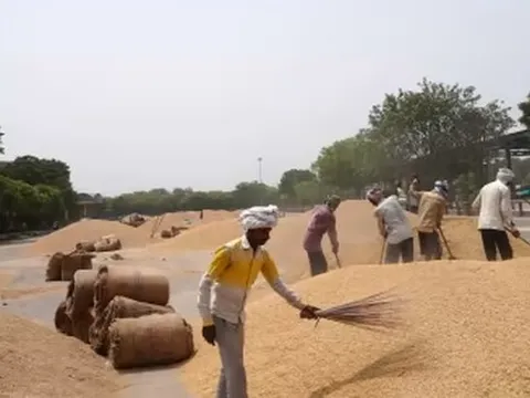 Một loại nông sản trời ban cho Việt Nam bất ngờ được Bangladesh săn mua: Xuất khẩu tăng hơn 81.000%, nước ta là 'trùm' thứ 3 thế giới