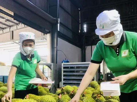 Lời giải niềm tin thị trường sầu riêng sau tin đồn thất thiệt