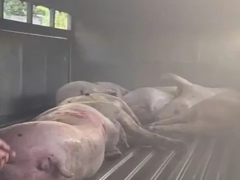 Điều không ngờ trên xe tải đỗ trước sân lò mổ heo