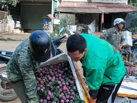 Mận vừa vào mùa đã 'vấp' cảnh rớt giá thê thảm