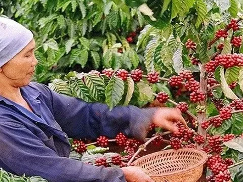 Giá cà phê Việt Nam cao nhất từ trước đến nay