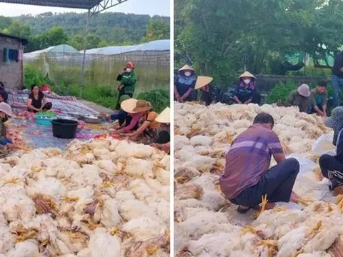 Hơn 10.000 con gà chết ngạt trước ngày xuất chuồng, chủ trang trại mất trắng tiền tỷ