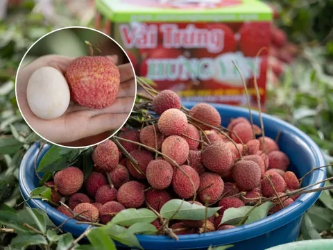 Từng chạm mốc 400.000 đồng/kg, cận cảnh cây vải tổ khiến nhiều người bất ngờ về giống vải trứng
