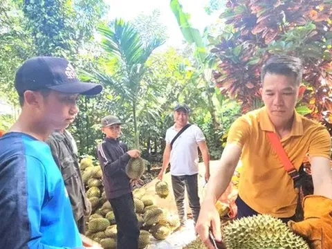 Sầu riêng nhiễm chất cấm sắp 'hết cửa' ở Đắk Lắk