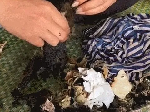 Món đen sì như than cháy khiến ai cũng tưởng khoai nướng, hoá ra là đặc sản "rùng mình" ở nhiều vùng quê Việt