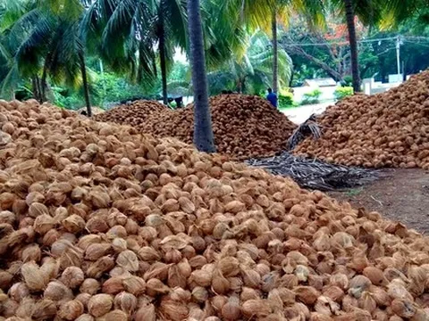 Không phải sầu riêng, một báu vật triệu đô của Việt Nam khiến Trung Quốc, Mỹ mê mẩn: diện tích trồng 200.000 ha, giá xuất khẩu tăng gấp 6 lần