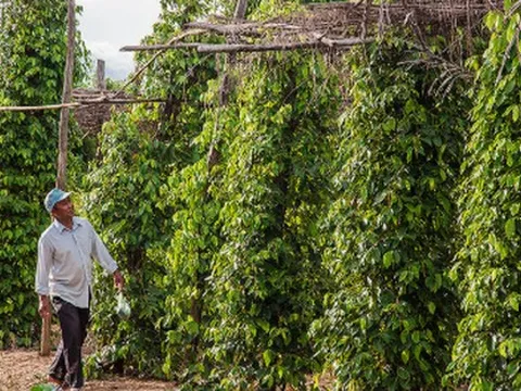 Một loại ‘sản vật’ của Việt Nam được Mỹ, Ấn Độ liên tục săn lùng: Nước ta xuất khẩu bằng cả thế giới cộng lại, giá liên tục tăng phi mã