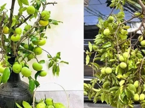 Thị thơm vào mùa, chị em lùng mua cả cành về chưng nhà