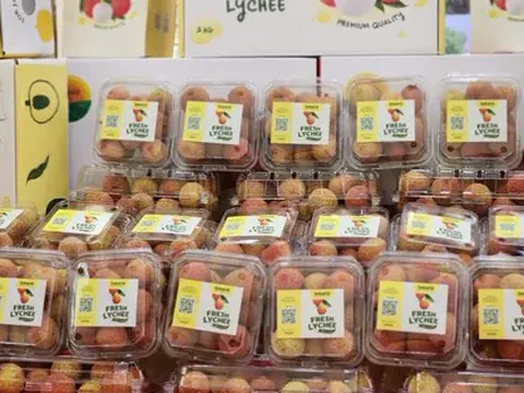 Vụ vải thiều Lục Ngạn 2025 bội thu