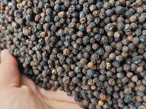 Giá tiêu lẹt đẹt, vì sao?