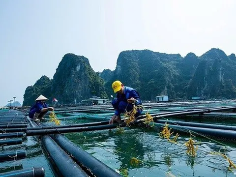Một mặt hàng tỷ đô có lượng xuất khẩu đột biến: Tăng hơn 111% trong một năm sang nước giàu nhất Mỹ Latinh