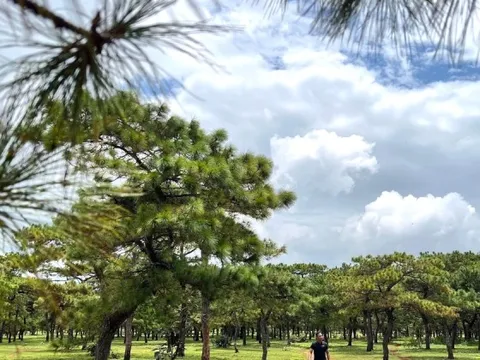 Toàn cảnh rừng thông làm dự án sân golf FLC dang dở, đang điều chỉnh quy hoạch