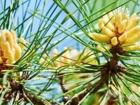 “Vàng ròng” bị lãng quên ở quê, gom bán thu tiền triệu/kg