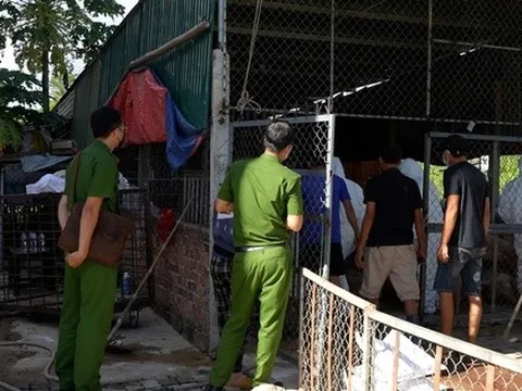 Phát hiện cơ sở thu gom heo chết vì bệnh dịch ở Quảng Ngãi chuẩn bị đưa vào miền Nam tiêu thụ