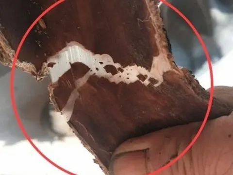 Cây nhả ra “sợi bạc”, bóc vỏ bán là hốt bộn tiền, ở Việt Nam cũng có