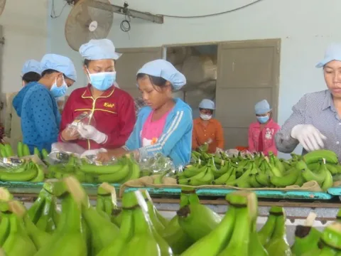Sau sầu riêng, lộ diện 'át chủ bài’ của nông sản Việt