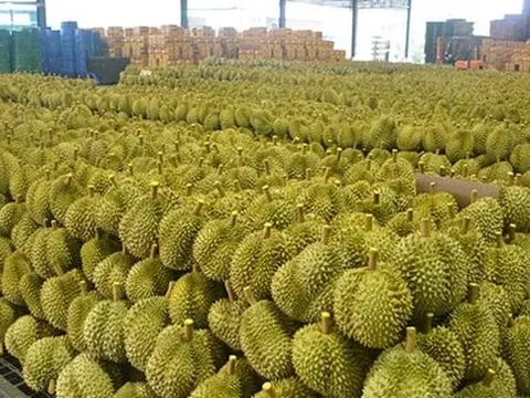 Cung vượt cầu, đối thủ sầu riêng Việt Nam thành lập trung tâm chế biến quy mô lớn, tuyên bố vừa phát triển thành công 3 giống sầu riêng mới