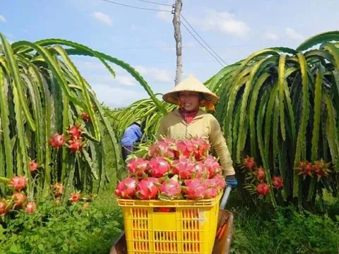 Nông sản 'tắc đường' vào EU, Bộ Nông nghiệp và Môi trường có động thái gì?