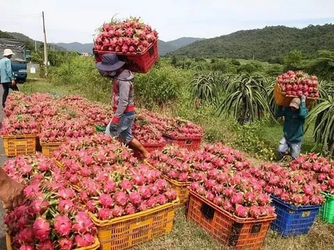 Họp 'nóng' tìm cách khơi thông ách tắc nông sản xuất châu Âu