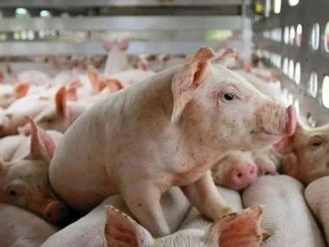 Đề xuất triển khai mô hình “chung cư” nuôi lợn tại Việt Nam