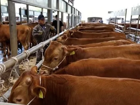 'Đây là khủng hoảng lớn nhất từ khi tôi làm nông' - Nông dân Hàn Quốc than trời vì bò Mỹ nhập khẩu, nhiều trang trại phải đóng cửa suốt 3 năm