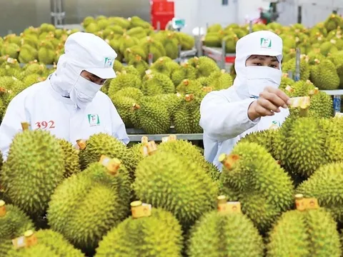 Lần đầu tiên có quy trình kiểm soát đặc biệt với sầu riêng