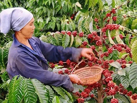 Loại nông sản nào xuất khẩu ấn tượng nhất 7 tháng qua?