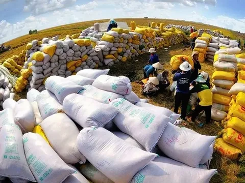Người dân Philippines ưa chuộng gạo chất lượng cao từ Việt Nam