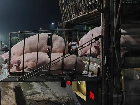 Giá heo hơi nhích tăng, chợ buôn hết lo ế