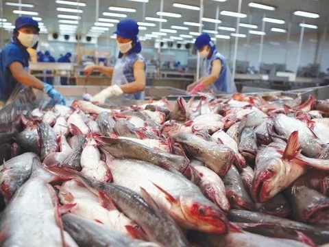 Giá cá tra xuất khẩu được dự báo sẽ tăng mạnh