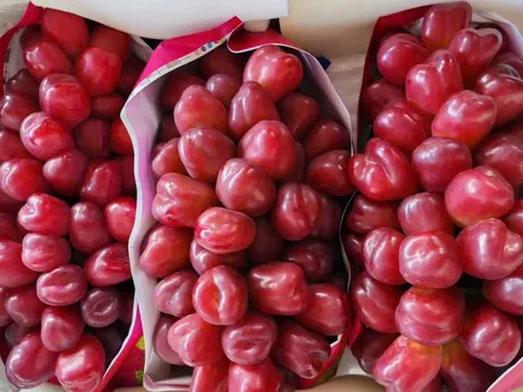 Loại nho mới của Trung Quốc đổ bộ chợ Việt, giá đắt gấp 10 hàng "quý tộc"