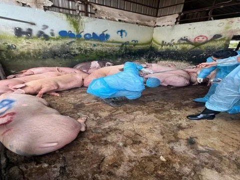 Phát hiện 89 con heo trong lò mổ dương tính với chất cấm