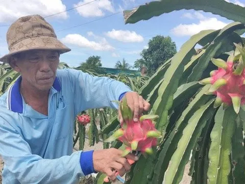 Giá nông thủy sản miền Tây: Trái thanh long "bán rẻ như cho" tại vườn